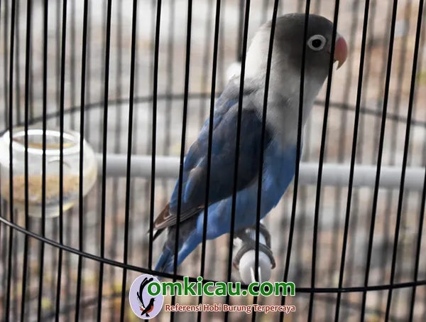 Lovebird PCC