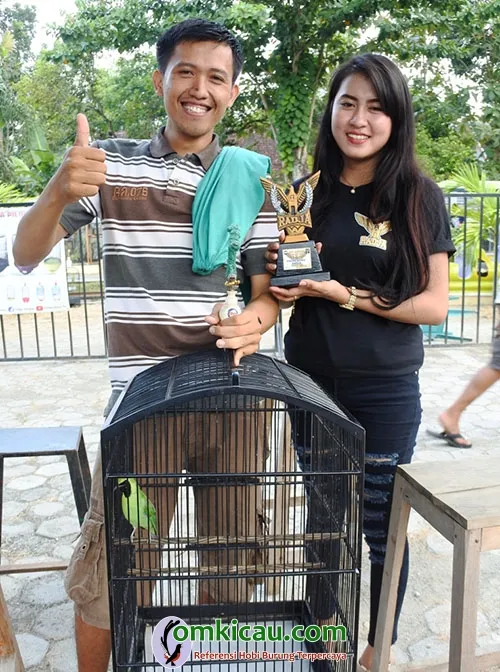 Cucak ijo Gladiator