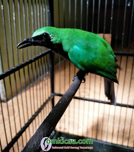 cara merawat burung cucak ijo