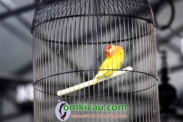 lovebird Cepot
