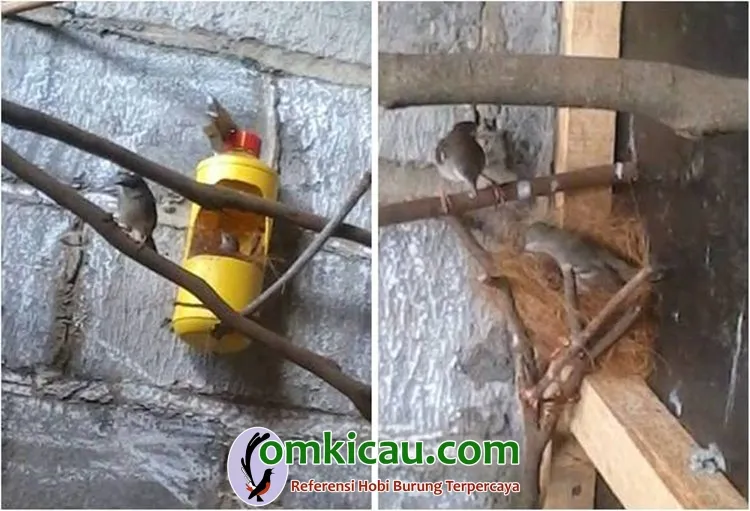 Cara beternak burung ciblek Cara beternak burung ciblek