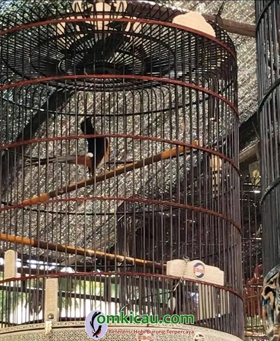 cara merawat burung murai batu