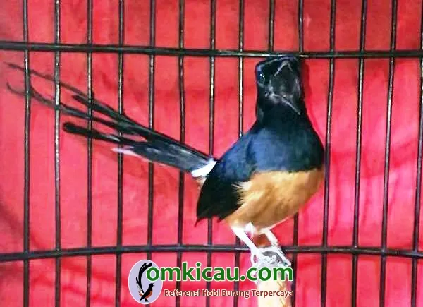 murai batu 168 murai batu 168