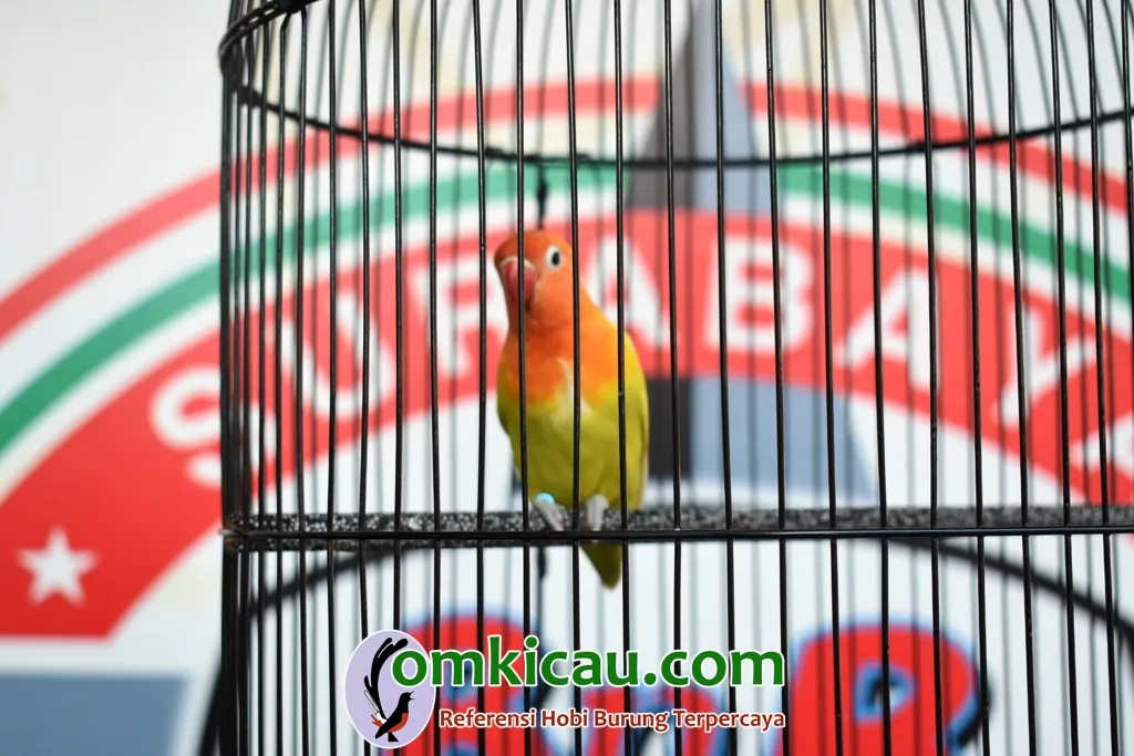 Lovebird Wangi Lovebird Wangi