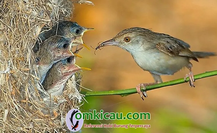 Cara beternak burung ciblek Cara beternak burung ciblek