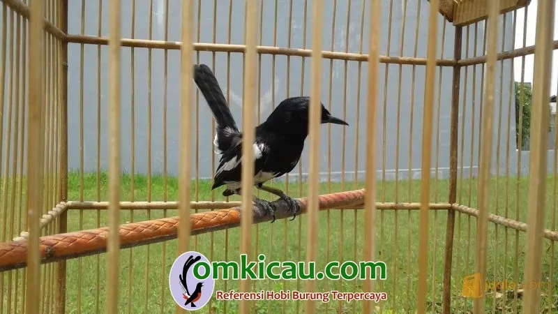 burung kacer gemar mencabuti bulu kacer cabut bulu