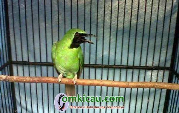 Cucak ijo Gambang Suling