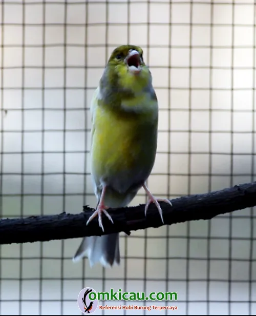 cara merawat burung kenari