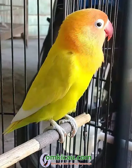 Lovebird Kemuneng