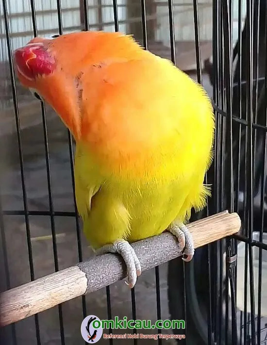 loebird jawara