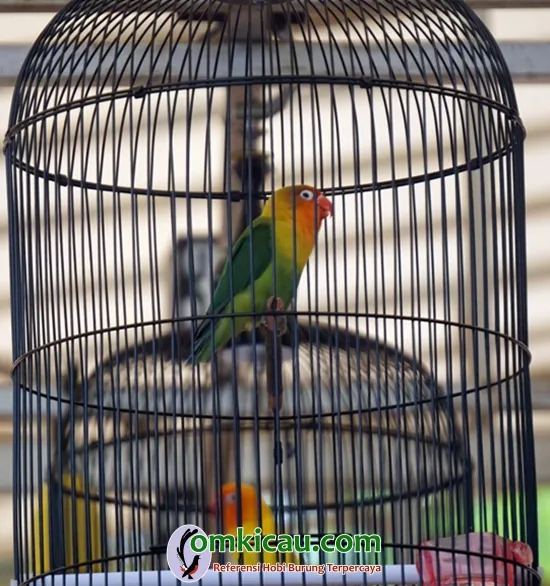 Lovebird Ian Baskara