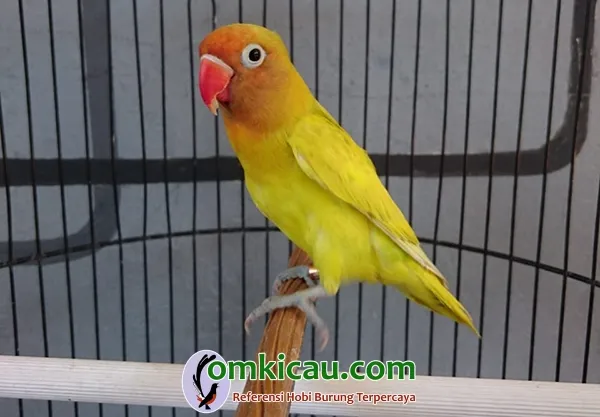 Lovebird paud GS Lovebird paud GS