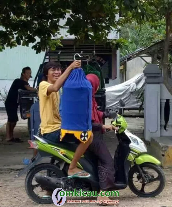 lovebird GS
