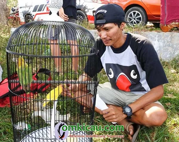 lovebird GS