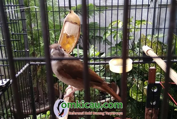 cara merawat burung kapas tembak