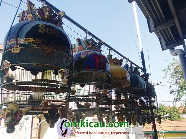 penjemuran burung perkutut