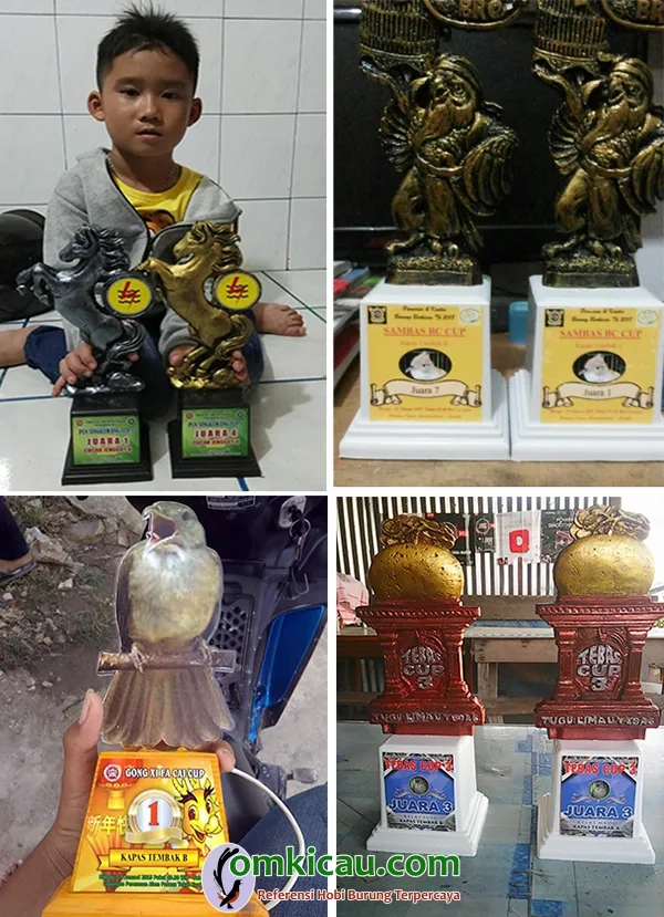 kapas tembak Mozza