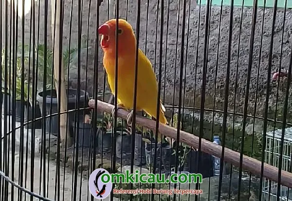 cara merawat burung lovebird