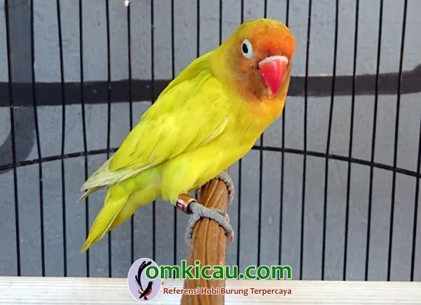 cara merawat burung lovebird