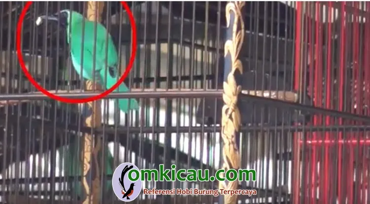 melombakan burung cucak ijo Burung cucak hijau yang makan ketika lomba