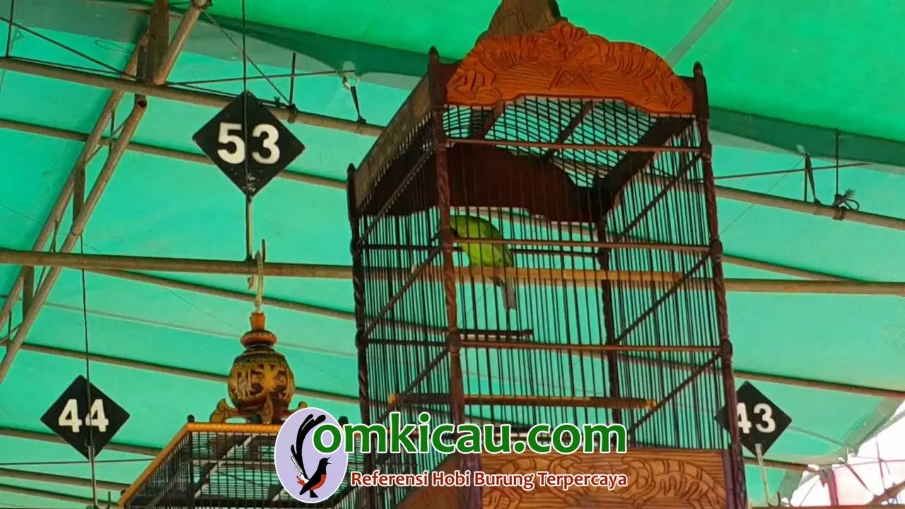 melombakan burung cucak ijo Menyiapkan cucak hijau untuk lomba