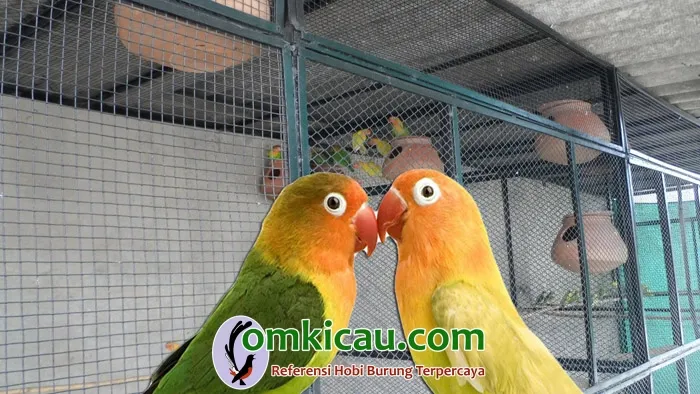 ternak lovebird Tujuh tahap ternak lovebird untuk pemula