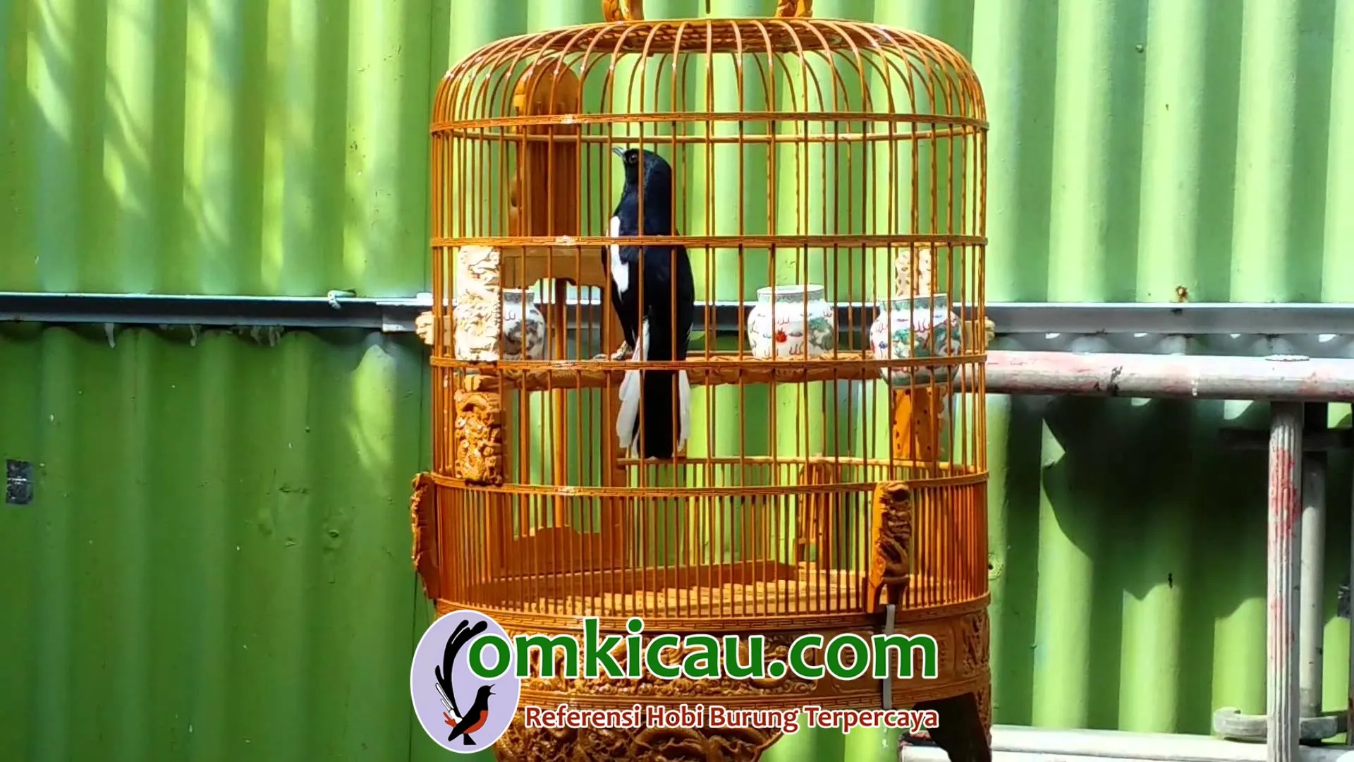 mengatasi kacer mogok bunyi terapi kacer mogok berkicau