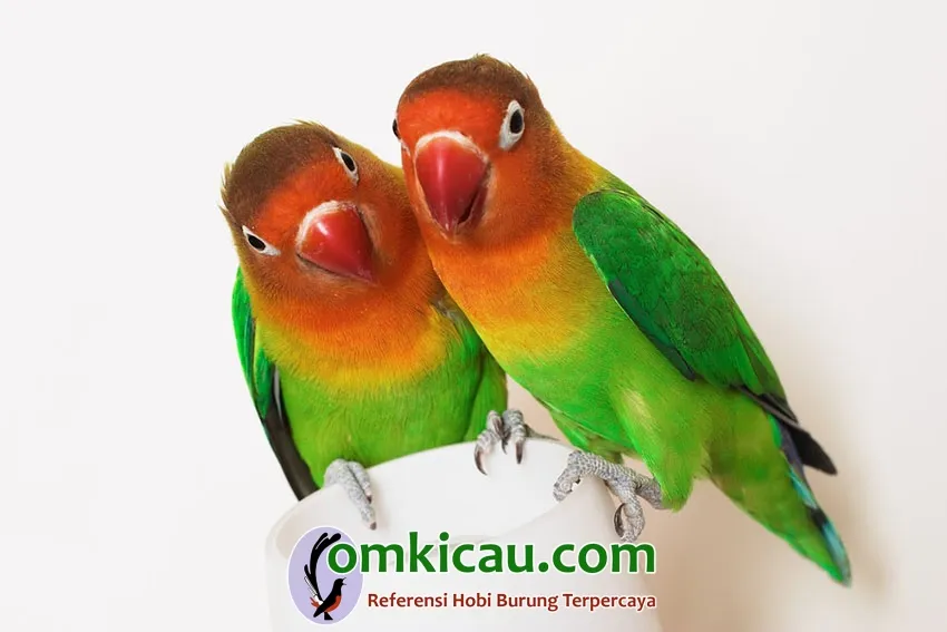 membuat lovebird makin konslet Tips perawatan lovebird untulan