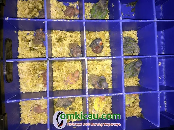 cara ternak burung lovebird