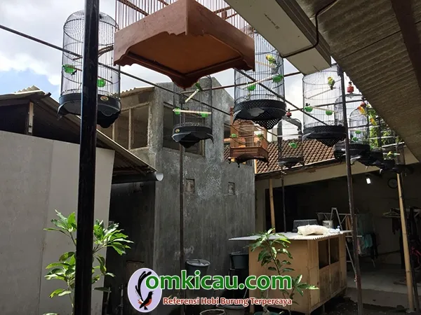 ternak lovebird