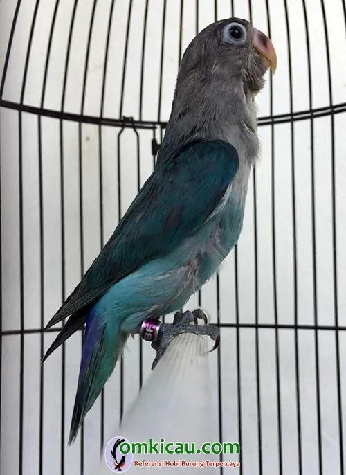 cara beternak lovebird