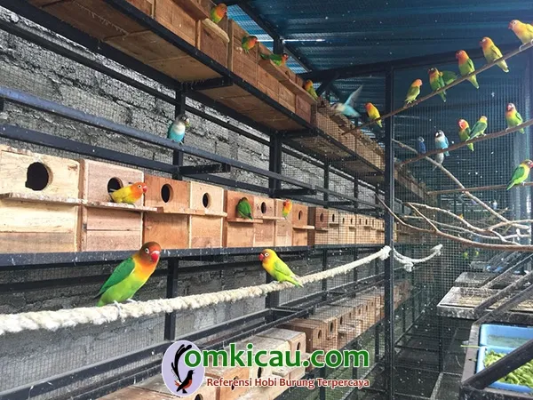 breeding lovebird