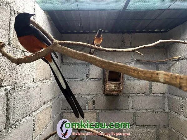 ternak lovebird