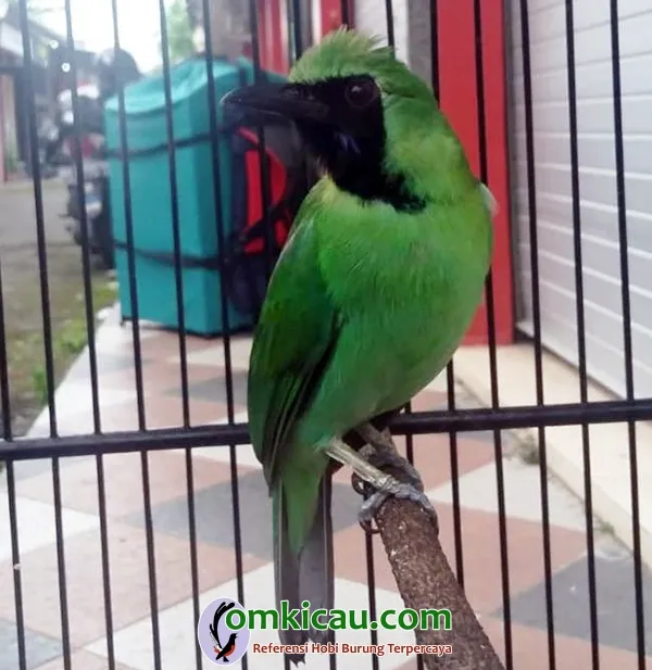 cara merawat burung cucak ijo