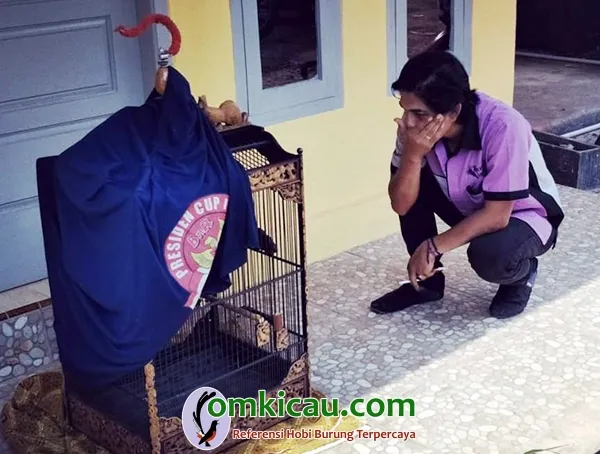 cara merawat burung kacer