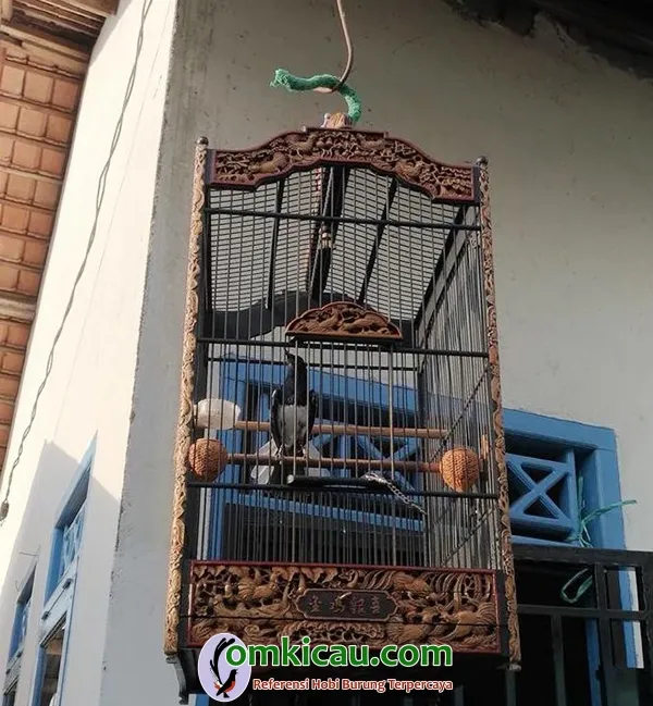 kacer jawara