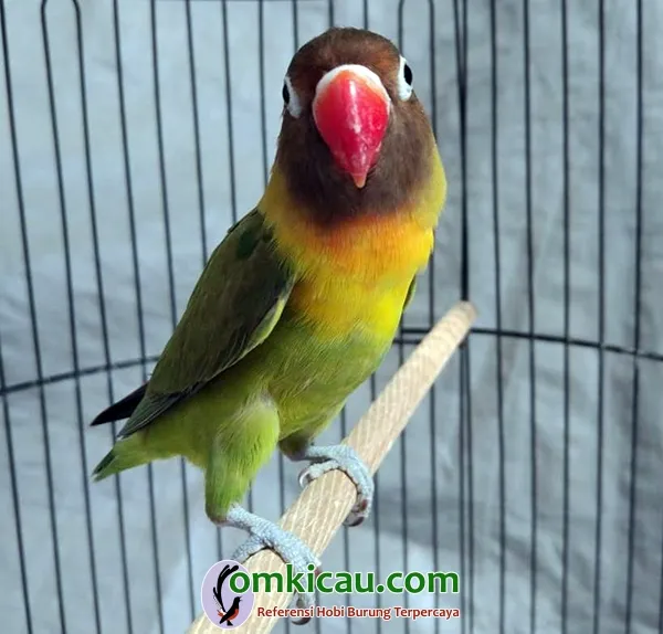 Lovebird Kaisar Jr Lovebird Kaisar Jr