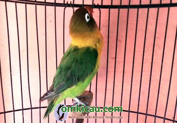 Lovebird Shakila lovebird Shakila