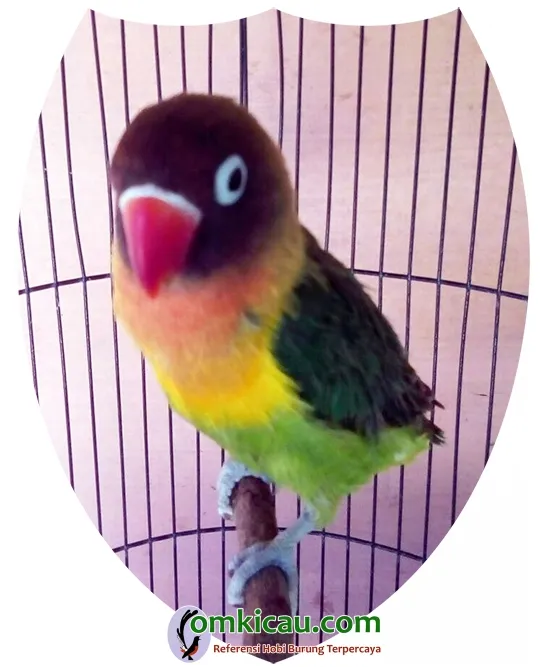 perawatan lovebird