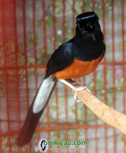 Murai batu Hummer