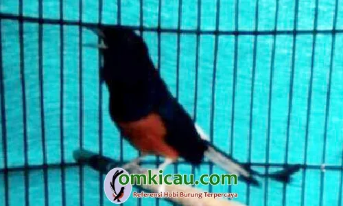 Murai batu Matrix