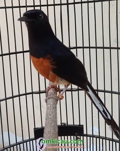 Murai batu Zeus