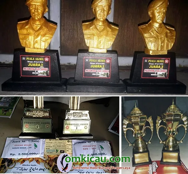 cucak ijo New Raja Goki