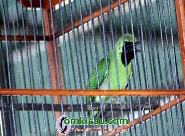 perawatan cucak ijo