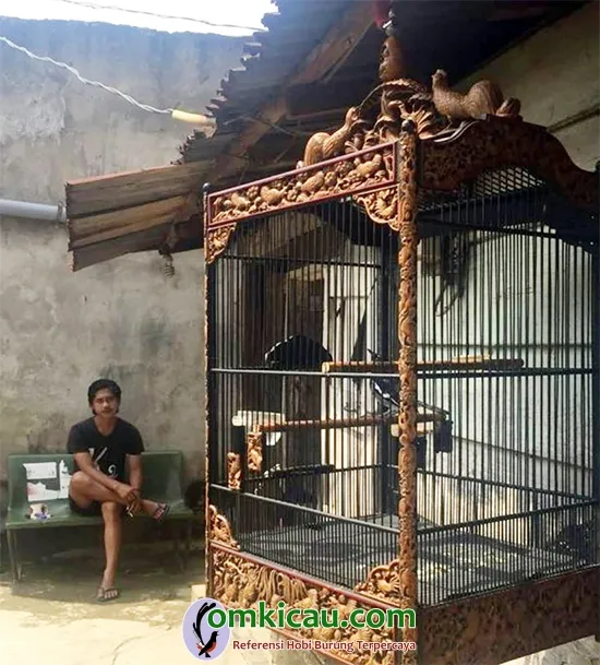 Tips perawatan kacer Mimpi