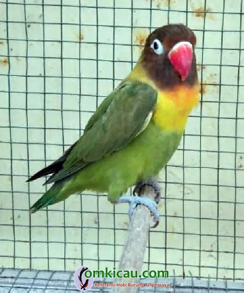 cara merawat burung lovebird