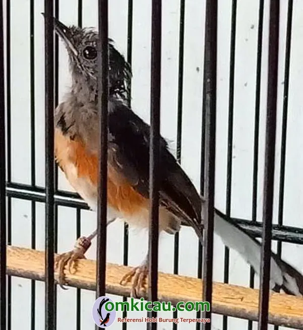 Trotolan murai batu
