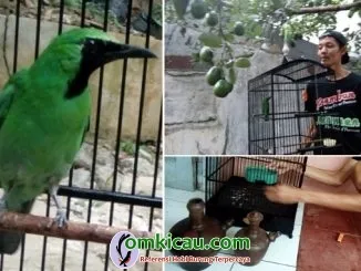 cucak ijo Pancoran Mas