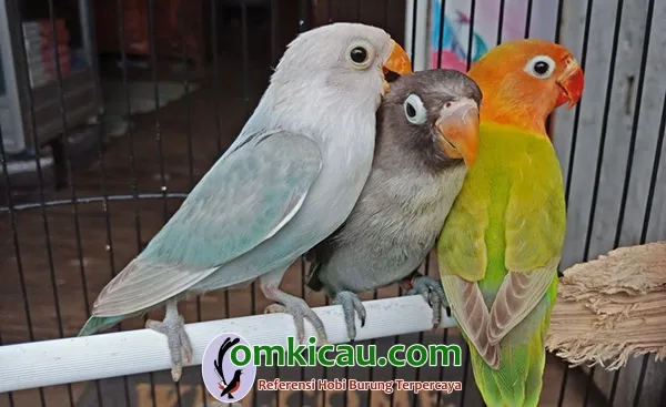 ternak lovebird