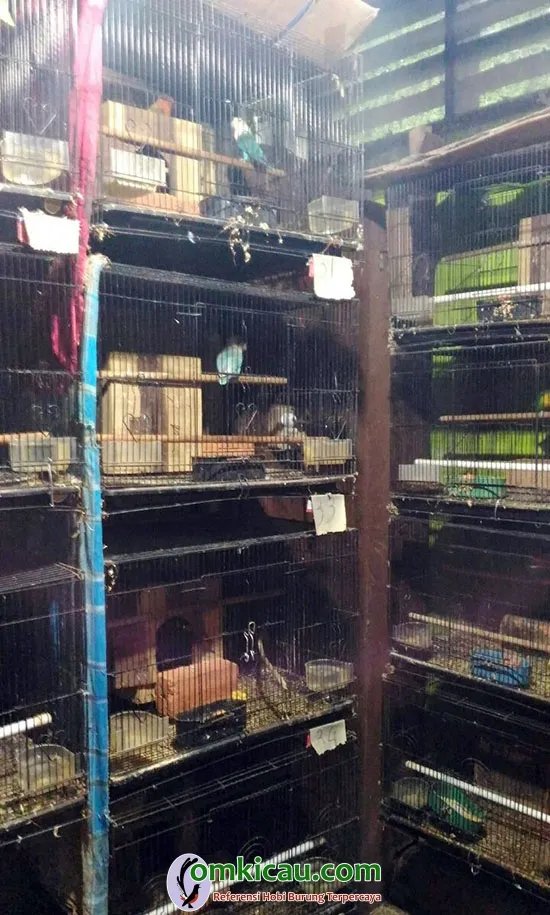 ternak lovebird